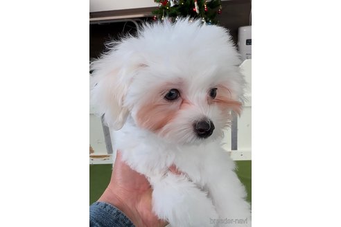 成約済の福岡県のマルプー:マルチーズ×トイプードル-353755の7枚目