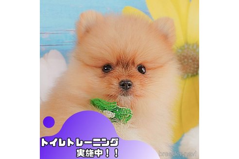 成約済の静岡県のポメラニアン-357794の1枚目