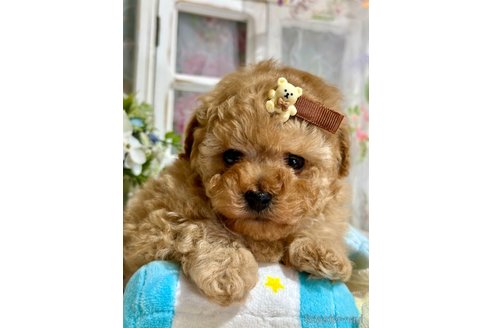 成約済の神奈川県のタイニープードル-357795の5枚目