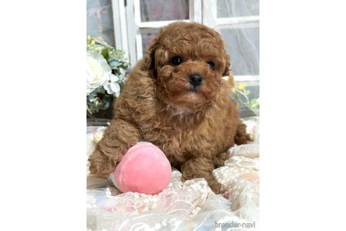 成約済の神奈川県のティーカッププードル-357796の2枚目