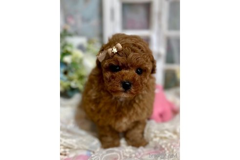 成約済の神奈川県のティーカッププードル-357796の4枚目