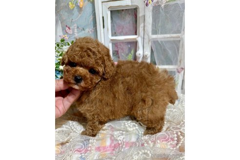 成約済の神奈川県のティーカッププードル-357796の5枚目