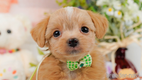 成約済の神奈川県のチワプー:チワワ×トイプードル-357846