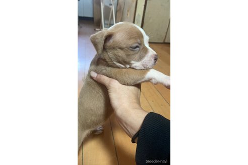 成約済の佐賀県のアメリカンピットブルテリア-352210の34枚目