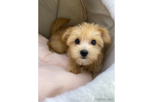 成約済の茨城県のミックス犬-349921の1枚目