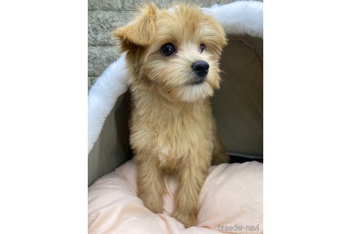 成約済の茨城県のミックス犬-349921の2枚目