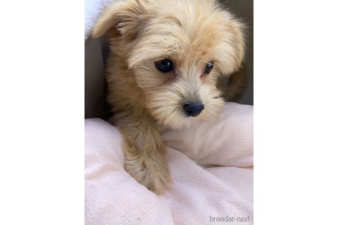 成約済の茨城県のミックス犬-349921の5枚目