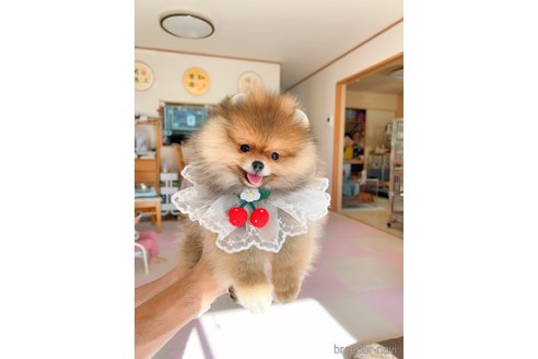 成約済の岐阜県のポメラニアン-346045の10枚目