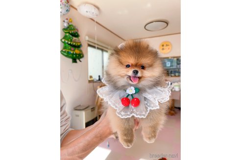成約済の岐阜県のポメラニアン-346045の2枚目