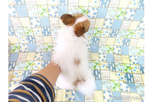 成約済の千葉県のパピヨン-352528の4枚目