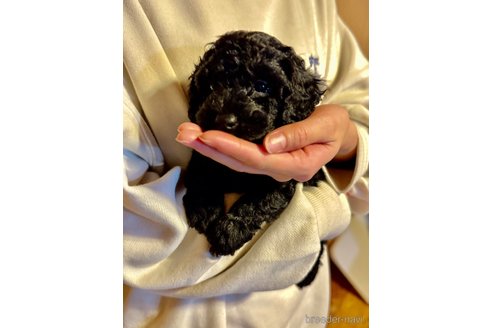 成約済の茨城県のトイプードル-355545の2枚目
