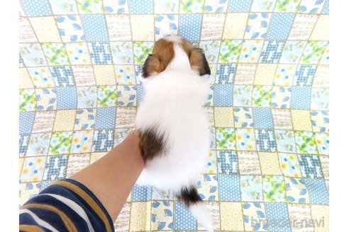 成約済の千葉県のパピヨン-355470の2枚目