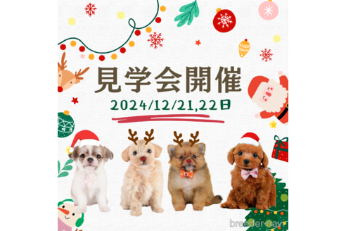 成約済の静岡県のチワワ(ロングコート)-345704の4枚目
