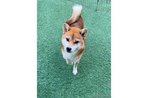 つぐみちゃん1枚目