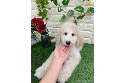 成約済の岡山県のスタンダードプードル-355755の7枚目