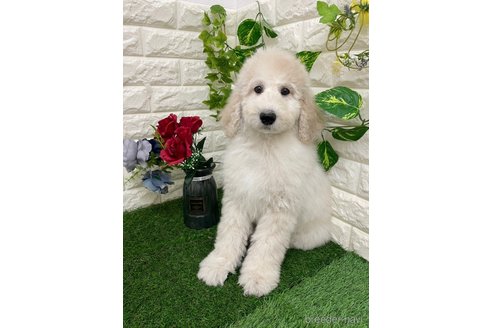 成約済の岡山県のスタンダードプードル-355755の1枚目