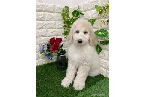 成約済の岡山県のスタンダードプードル-355755の4枚目