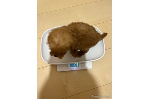 成約済の熊本県のタイニープードル-352996の2枚目