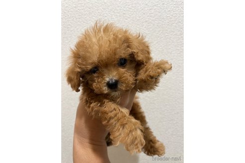 成約済の熊本県のタイニープードル-352996の1枚目