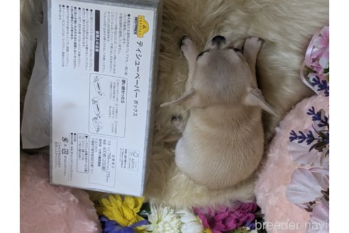 成約済の静岡県のチワワ(スムースコート)-346775の7枚目