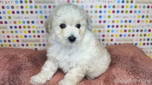 成約済の愛知県のトイプードル-349668の16枚目
