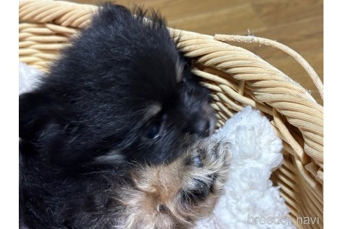 成約済の千葉県のポメラニアン-353301の3枚目