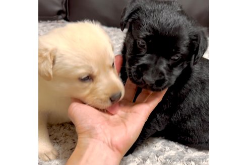 成約済の奈良県のミックス犬-357914の16枚目