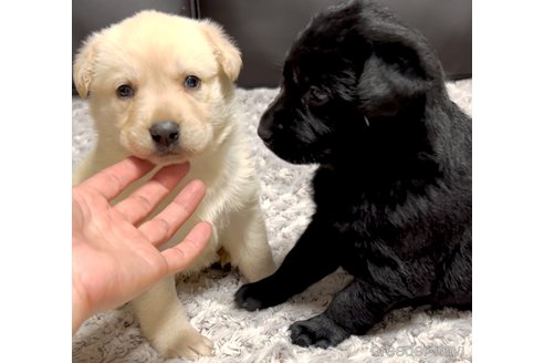成約済の奈良県のミックス犬-357914の19枚目