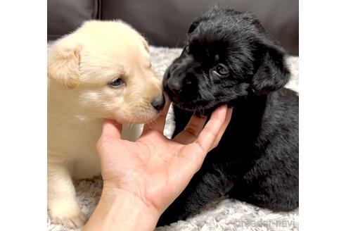 成約済の奈良県のミックス犬-357914の18枚目