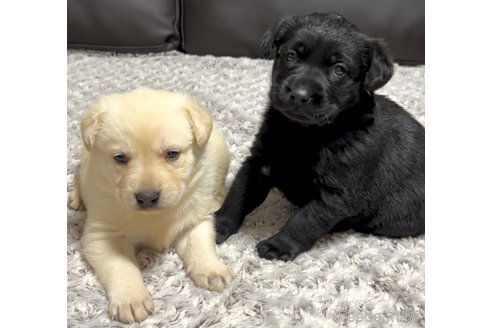 成約済の奈良県のミックス犬-357914の17枚目