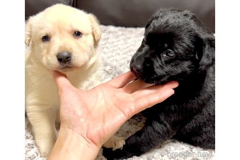 成約済の奈良県のミックス犬-357914の15枚目