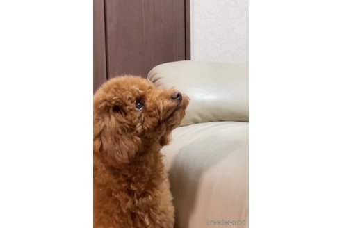 成約済の宮城県のトイプードル-342568の2枚目