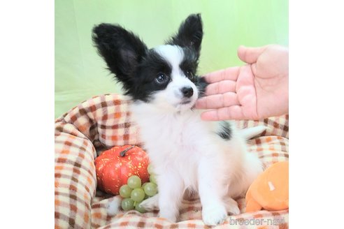 成約済の埼玉県のパピヨン-357922の3枚目