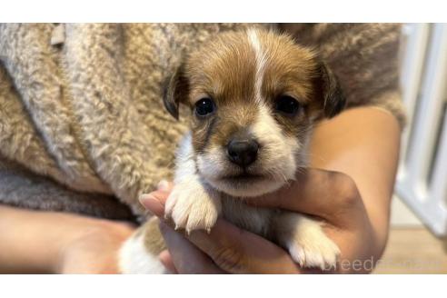 成約済の岡山県のジャックラッセルテリア-358008の1枚目