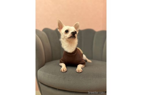 成約済の山形県のチワワ(スムースコート)-353565の2枚目