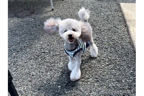 成約済の山形県のトイプードル-357925の1枚目