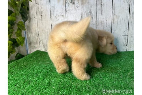 成約済の三重県のゴールデンレトリーバー-356254の3枚目