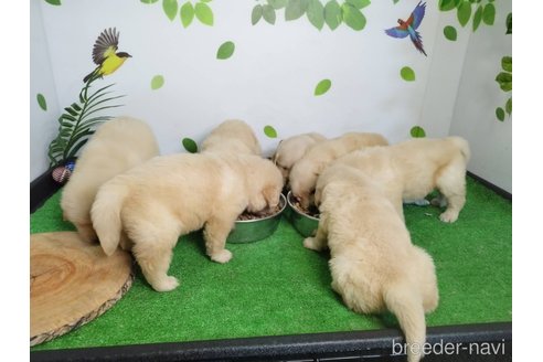 成約済の三重県のゴールデンレトリーバー-356242の7枚目