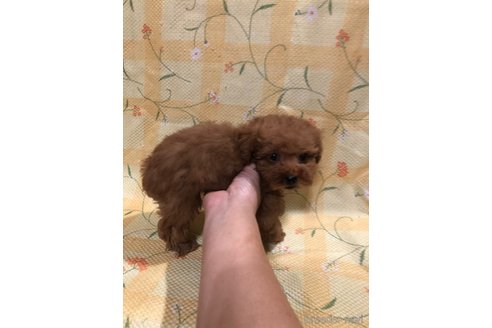 成約済の兵庫県のトイプードル-355669の2枚目