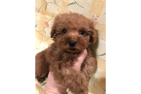 成約済の兵庫県のトイプードル-355669