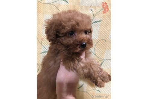 成約済の兵庫県のトイプードル-355669の4枚目