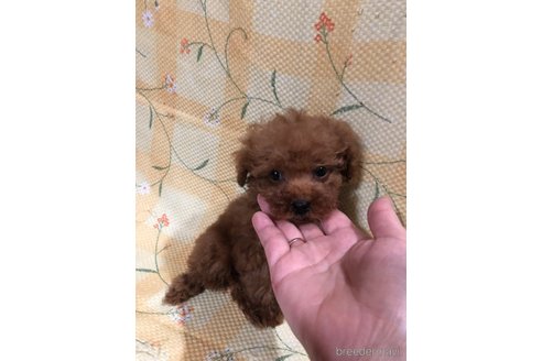 成約済の兵庫県のトイプードル-355669の5枚目
