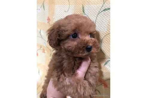 成約済の兵庫県のトイプードル-355669の7枚目