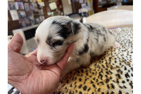 成約済の長野県のボーダーコリー-357974の12枚目