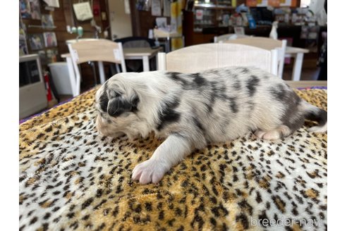 成約済の長野県のボーダーコリー-357974の3枚目