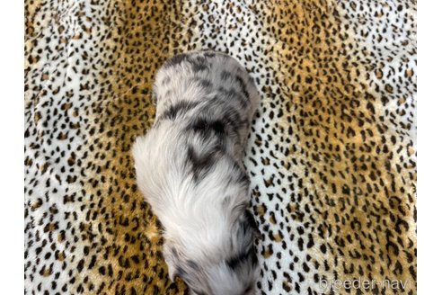 成約済の長野県のボーダーコリー-357974の9枚目