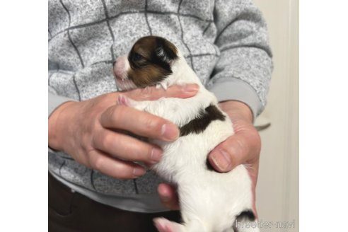 成約済の埼玉県のパピヨン-356578の19枚目