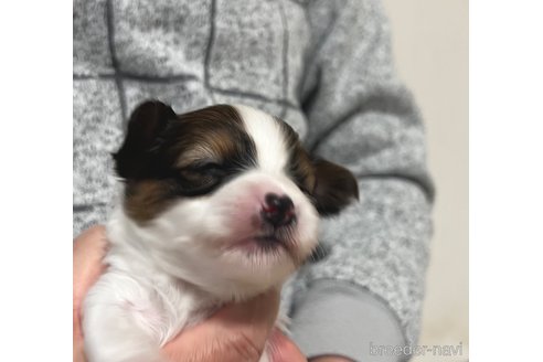 成約済の埼玉県のパピヨン-356578の16枚目