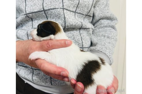 成約済の埼玉県のパピヨン-356572の23枚目