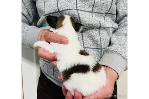 成約済の埼玉県のパピヨン-356572の21枚目